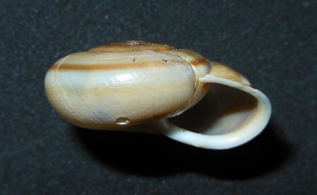 Chilostoma da identificare?